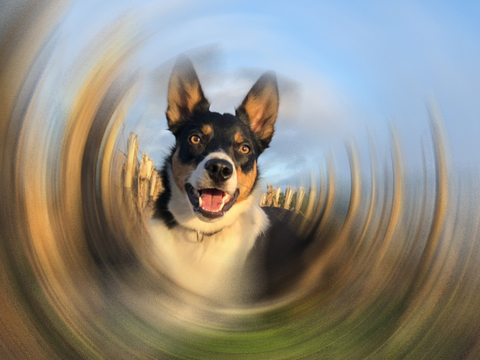 Hibbelige Hunde